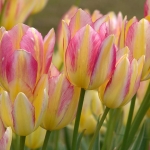 Tulip Antoinette